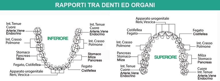 Rapporti fra denti e organi